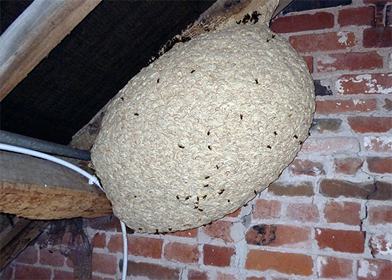Ma sarà molto problematico lanciare un pacco su un tale nido.