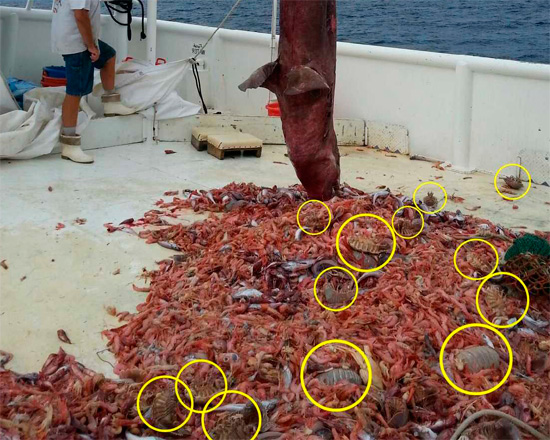 Gli esperti ritengono che gli isopodi potrebbero raccogliersi in tali quantità solo per banchettare con il cadavere di un grosso animale sul fondo.