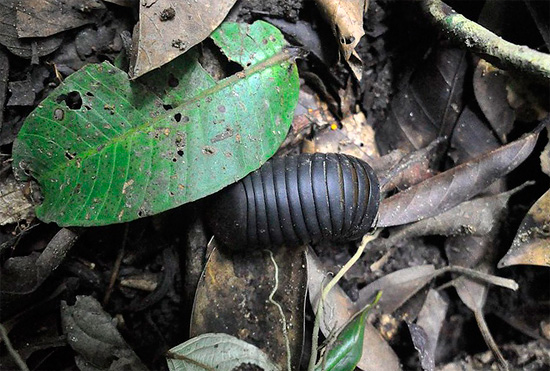 Questo millepiedi tra le foglie cadute può essere facilmente scambiato per un gigantesco pidocchio di terra.