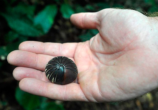 In generale, i woodlice terrestri non raggiungono queste dimensioni.