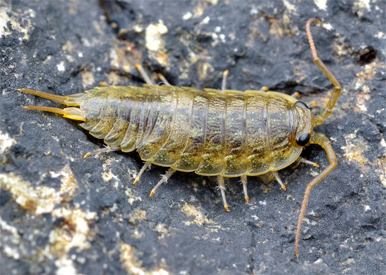 Tipico pidocchio pelagico (Ligia oceanica) che vive nella zona intertidale dei mari caldi.