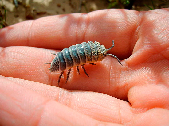 Per fare un confronto, un esemplare abbastanza grande del solito woodlice terrestre.