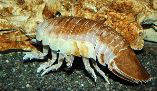 Pidocchio gigante nell'acquario: è chiaramente visibile il caratteristico grande lobo all'estremità del corpo, in cui si è trasformato l'ultimo scudo.