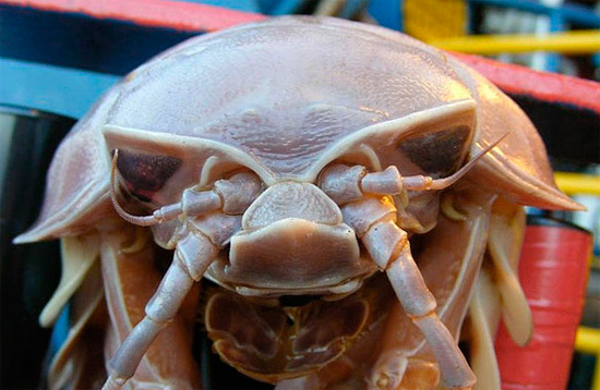 Sebbene gli enormi woodlice vivano a grandi profondità, dove c'è poca luce, hanno occhi e generalmente una buona vista.