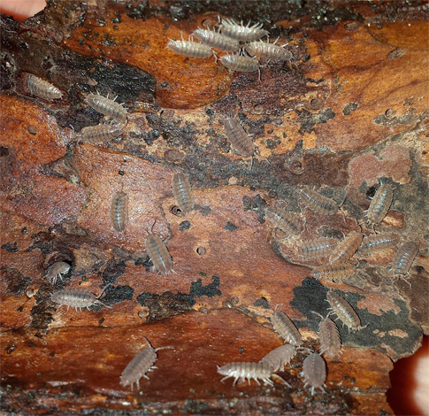 Grappolo di pidocchi di legno sotto un pezzo di legno.