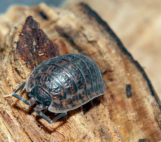 Esternamente, il pidocchio della specie Trachelipus rathkei si presenta come un incrocio tra il pidocchio comune e quello grezzo.