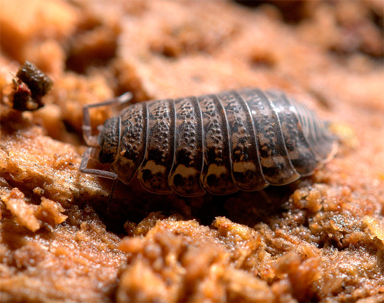 Il motivo intricato sul guscio di un rappresentante di questa specie consente di distinguerlo dai parenti stretti.
