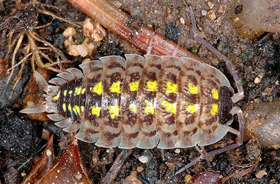 Sono le macchie luminose sui segmenti del carapace, fuse in due strisce, che permettono di identificare questa specie.