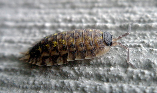 In alcuni rappresentanti di Porcellio spinicornis, le macchie gialle possono essere quasi invisibili.