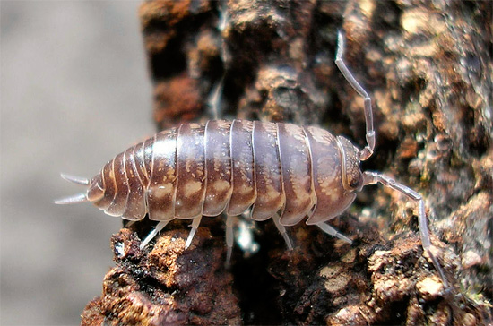Una caratteristica del woodlice della specie Cylisticus convexus è la presenza di cerci pronunciati all'estremità dell'addome.