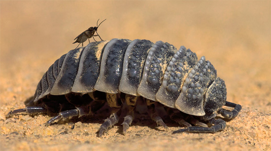 Il pidocchio del deserto di Réaumur nel suo habitat naturale.