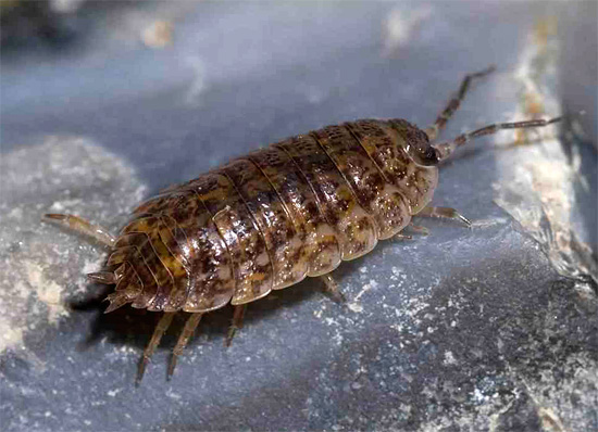 Woodlice ha un guscio duro abbastanza largo e un corpo corto, un po' appiattito.