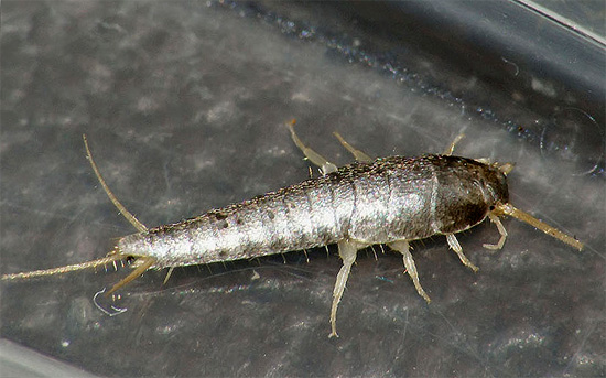 Ed ecco come appare un pesce argentato: ha lunghi cerci chiaramente visibili all'estremità dell'addome.