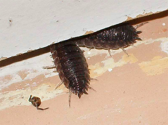 La foto mostra Woodlice grezzo nascosto sotto la soglia in una normale casa privata.