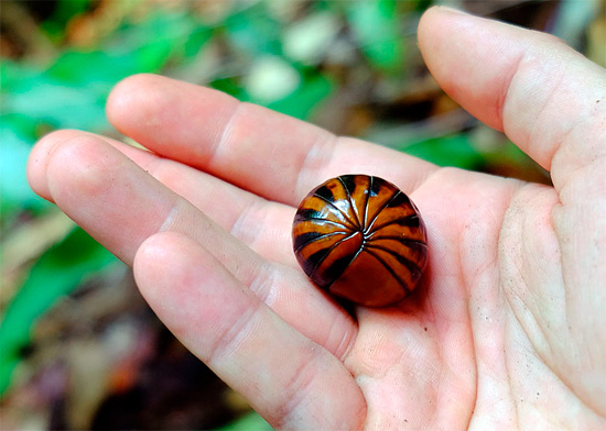 Un'importante differenza tra molti glomeri e pidocchi di legno è la loro dimensione; i pidocchi di terra non crescono quasi mai più di 4 cm di lunghezza.