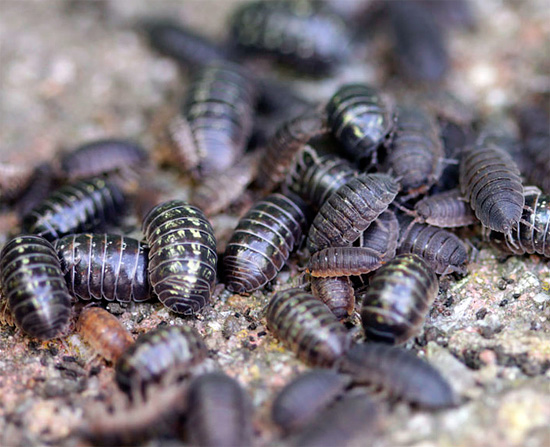 Questa foto mostra diversi individui del woodlice comune e ruvido: prova a determinare dove quale specie ...