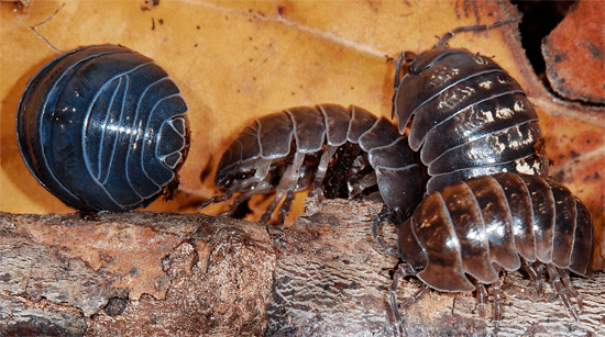 Woodlice comune (armadillos) nel loro rifugio diurno.