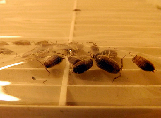 Woodlice su una griglia ricoperta di pellicola di una presa d'aria.