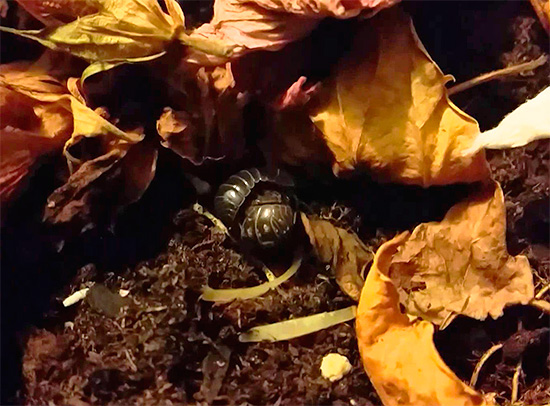 Woodlice può nascondersi, ad esempio, tra i rifiuti di foglie nel giardino anteriore di una casa di città.