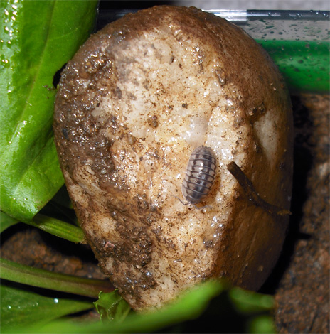 Woodlice può essere portato in un appartamento con patate marce, ma non avranno praticamente alcuna possibilità di sopravvivenza a lungo termine in una stanza asciutta.