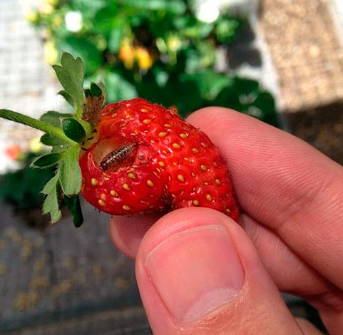 I singoli individui possono entrare nell'appartamento, anche su bacche e frutti.