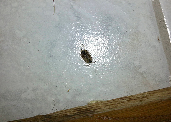 Woodlice sul muro del gabinetto.