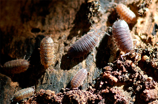 La foto mostra Woodlice nel loro habitat naturale - in un vecchio ceppo marcio.