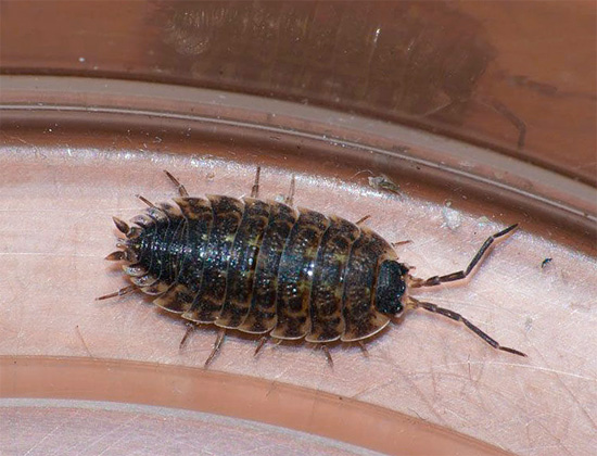 Woodlice può vivere abbastanza a lungo in bagni e servizi igienici umidi, trovando cibo qui, ad esempio, sulla superficie delle piastrelle che non vengono lavate da molto tempo.