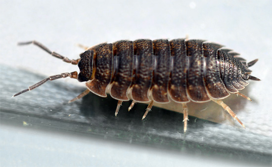 Foto ravvicinata di pidocchi di legno - gli scudi di conchiglia, caratteristici dei crostacei, sono chiaramente visibili.