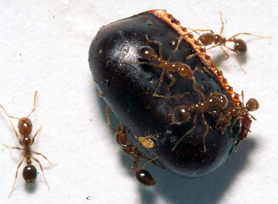 Dans un appartement ordinaire, des oothèques de cafards noirs sont mangées par leurs parents rouges et les fourmis.
