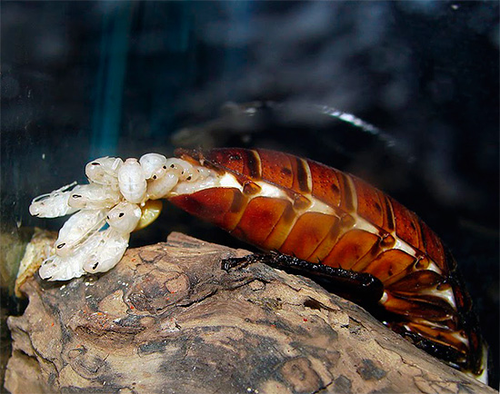 Voici à quoi ressemblent les naissances particulières des cafards sifflants de Madagascar ...