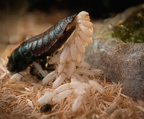 La blatte de Madagascar femelle crache un grand nombre de larves de son abdomen ...
