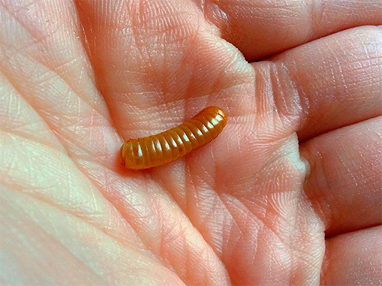 Si vous trouvez dans votre maison une oothèque de cafards qui a conservé son intégrité, il est préférable de la détruire, car les larves peuvent éclore des œufs qu'elle contient.