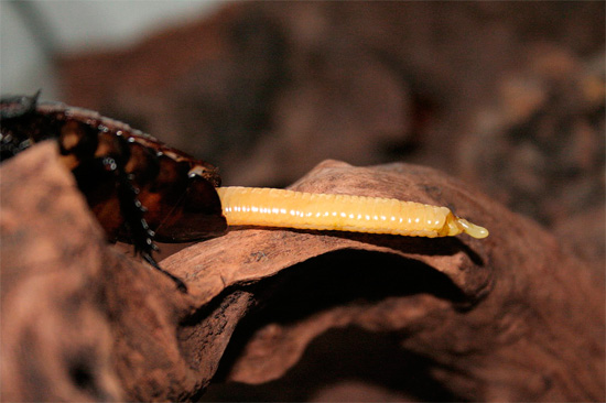 Chez certaines espèces tropicales de cafards, par exemple à Madagascar, l'oothèque est typiquement allongée en longueur.
