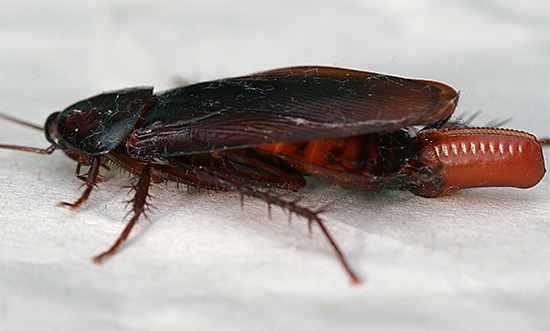 Œdème au bout de l'abdomen d'une blatte américaine femelle enceinte.