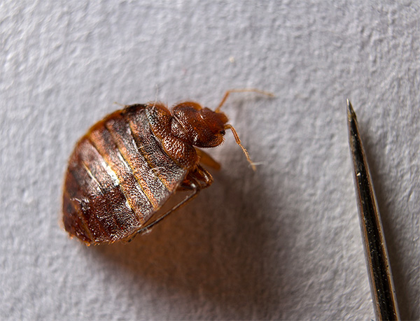 Många misstänker inte ens att vägglöss i en lägenhet (liksom andra insekter, för den delen) effektivt kan förstöras med hjälp av rökbomber.