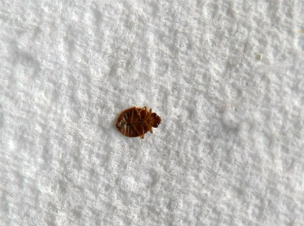 Permetrin verkar främst på nervsystemet hos vägglöss, vilket orsakar förlamning och efterföljande död hos insekten.