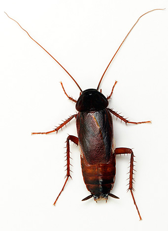 A barata preta é conhecida do povo russo há muito mais tempo do que a vermelha.