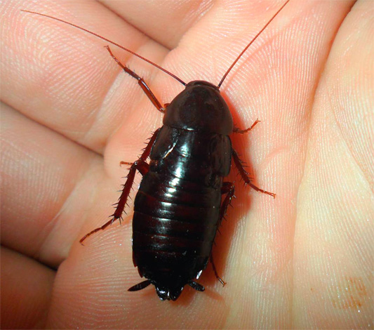 A foto mostra uma barata preta (Blatta orientalis)
