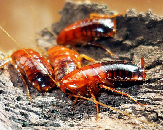 A barata turcomana pode ser encontrada em estado selvagem no território do nosso país, bem ao sul.