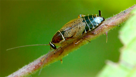 A barata da Lapônia é pequena e discreta, e quase nunca penetra em uma habitação humana.