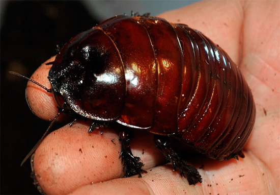 A barata rinoceronte australiana é uma das maiores (e mais pesadas) do mundo.