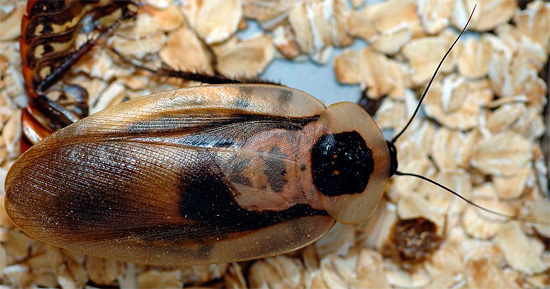 A barata Dead Head tem o mesmo nome em russo e inglês.