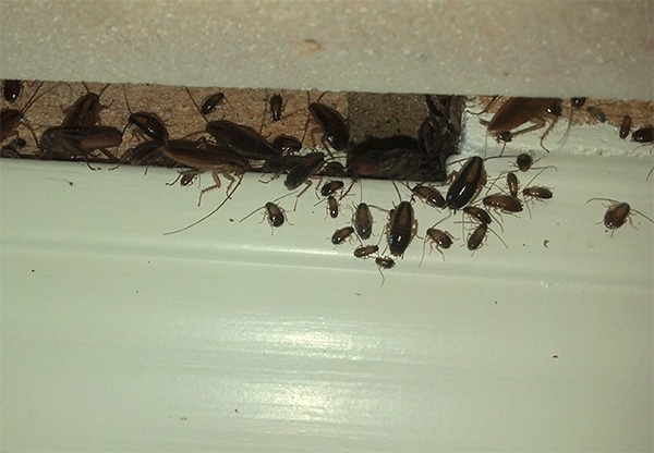 Insekticídny dym preniká do najneprístupnejších miest, kde sa môžu šváby skrývať.