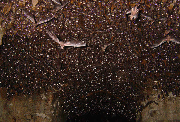 I naturen kan populationer av blodsugande insekter hittas i fladdermusgrottor.