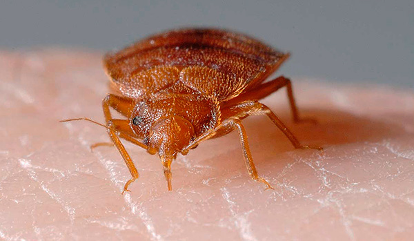 Bilden visar tydligt att insekten suger blod med hjälp av en speciell snabel ...