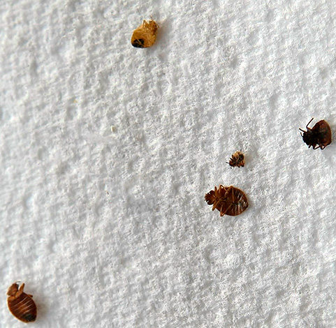 Oggi ci sono farmaci che possono essere usati per uccidere le cimici in modo sicuro per la tua salute e praticamente senza odori sgradevoli nella stanza.