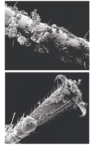 Le microcapsule del prodotto aderiscono abbastanza bene alle coperture chitinose delle cimici...