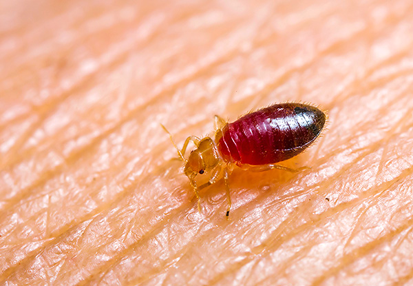 Le cimici dei letti si nutrono esclusivamente di sangue umano...