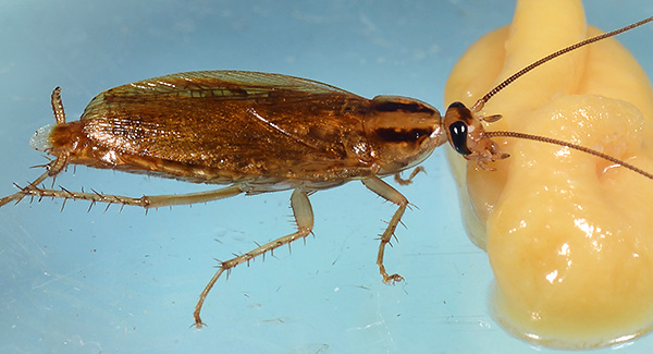 Sulla base di polveri insetticide, puoi preparare autonomamente esche avvelenate.